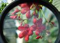 Red Flowers Under Magnifying Glass.jpg