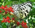 Paper Kite Butterfly at Work