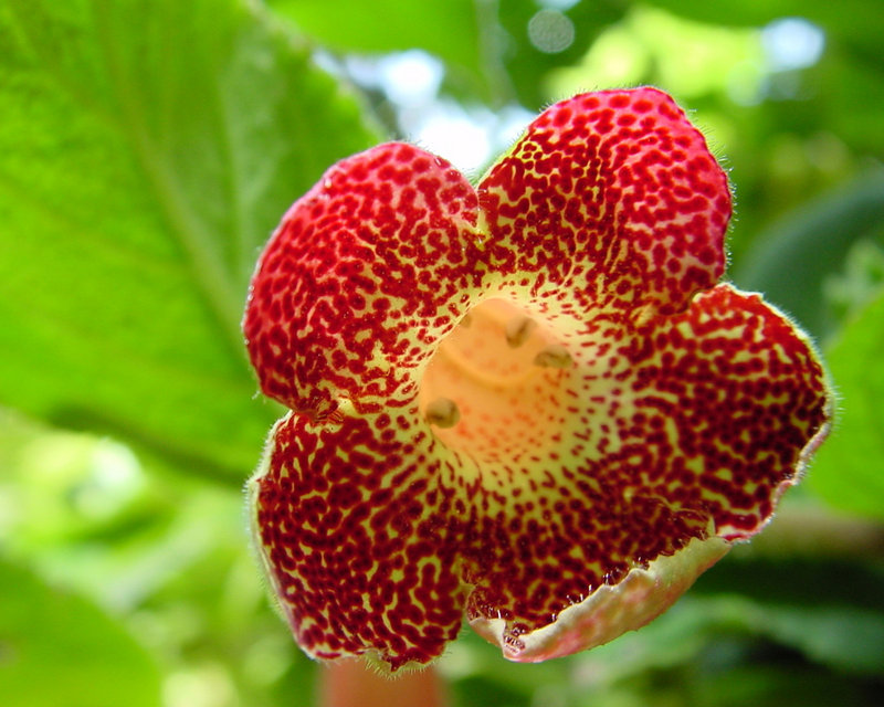 Red Pattern Flower