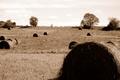 Rolling Countryside