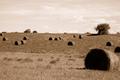 Rolling Countryside II
