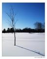 Barren
