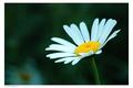 Wildflower
