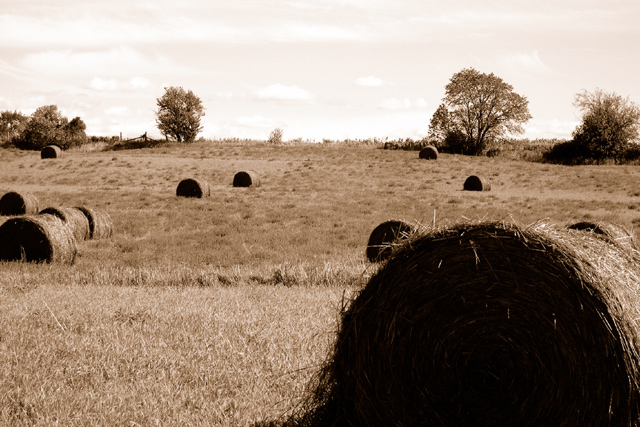 Rolling Countryside