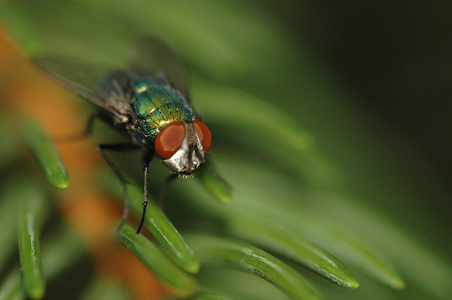 The Fly