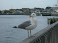 Seagull