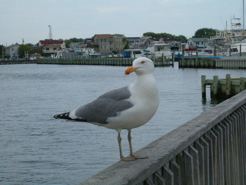 Seagull