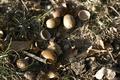 Acorns