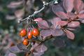 Berries