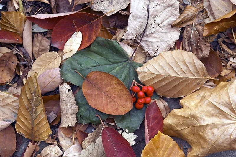 Autumn Colours