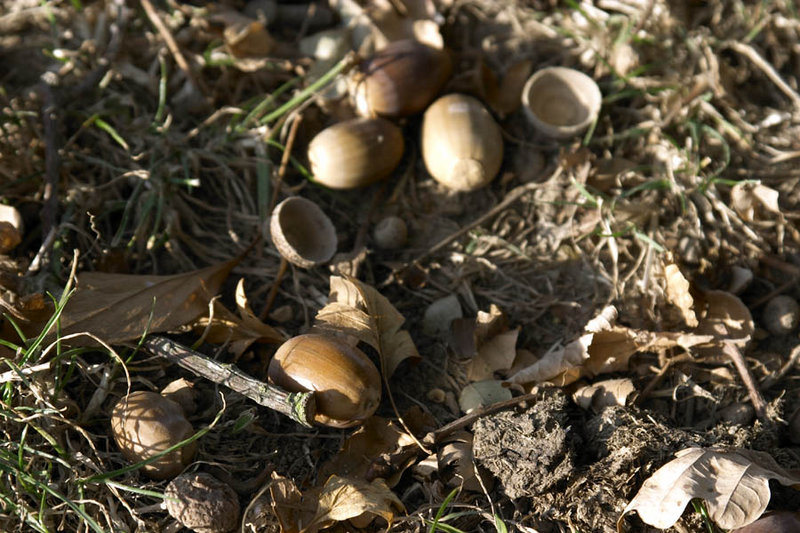 Acorns