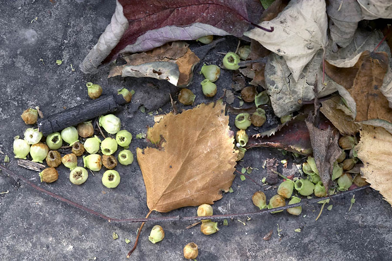 Berries and Leaf