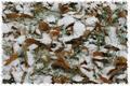 Seasons Collide