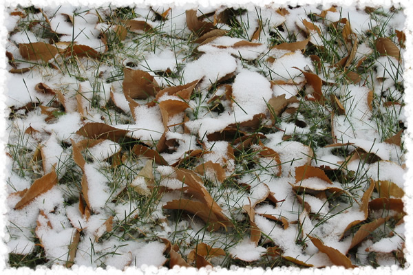 Seasons Collide