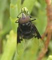 Big Fly