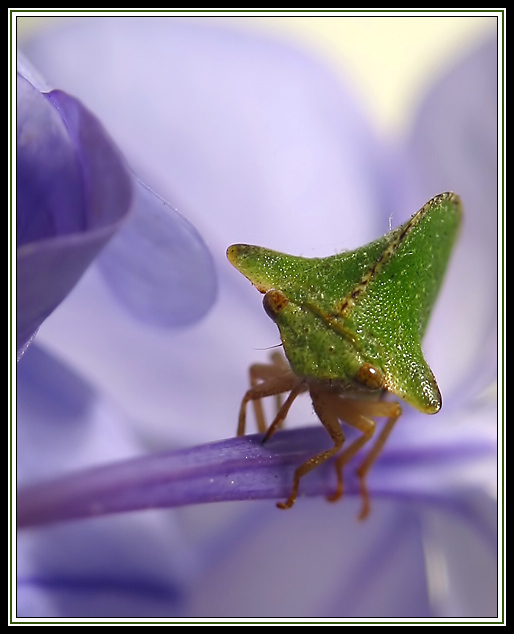 Bug On Stem 3 - 030903-6813.jpg