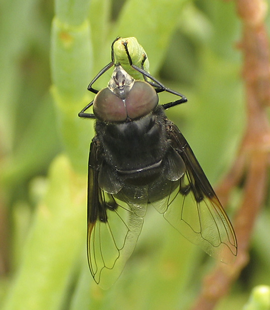 Big Fly