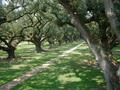 Oak Alley Trees
