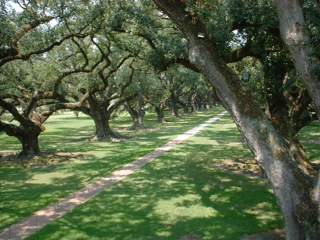 Oak Alley Trees