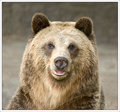 Bear Portrait