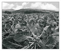Brussels Sprouts - Half Moon Bay