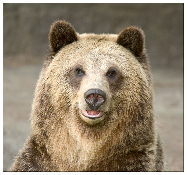 Bear Portrait