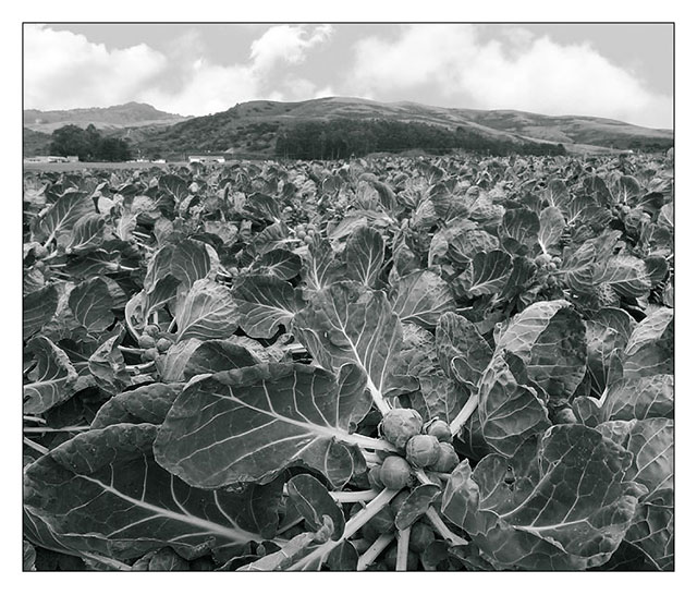 Brussels Sprouts - Half Moon Bay