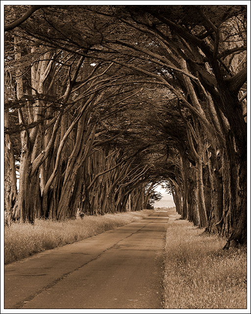 Point Reyes Hollow - Point Reyes National Seashore