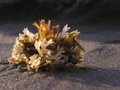 Seaweed