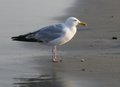 Gull