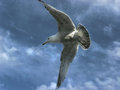 "No bird soars too high if he soars with his own wings." William Blake