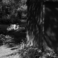 Resting