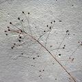 Seed Pods