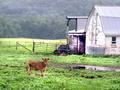 Calf (Vermont)