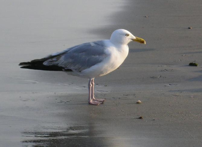 Gull