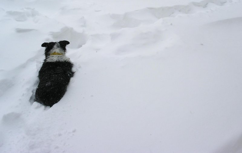 Tonka in the Blizzard