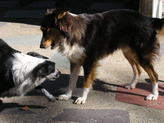 Tonka and Opie