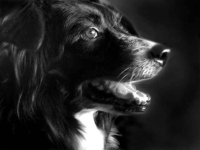 Sally (Black and White)