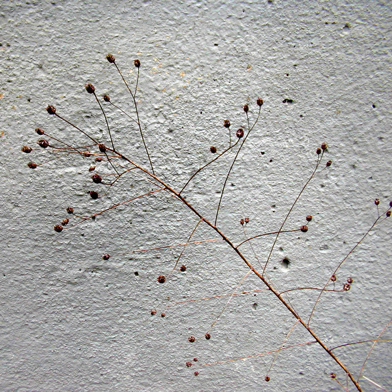 Seed Pods