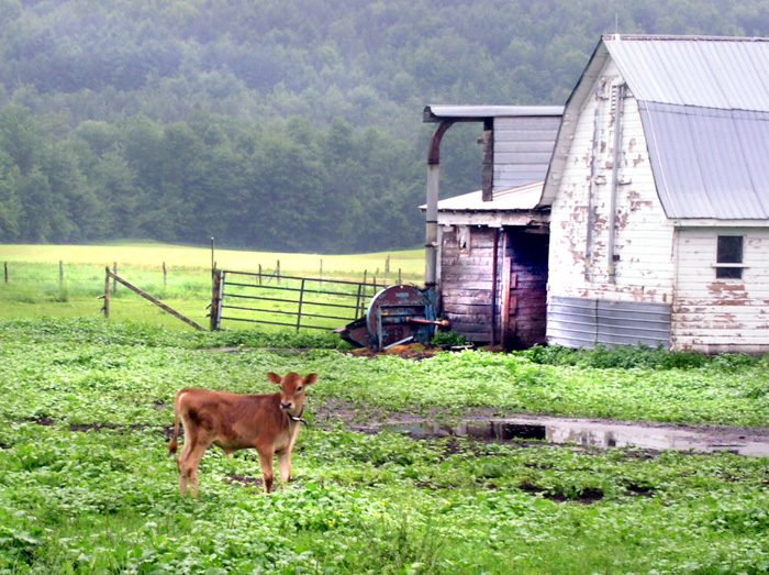 Calf (Vermont)