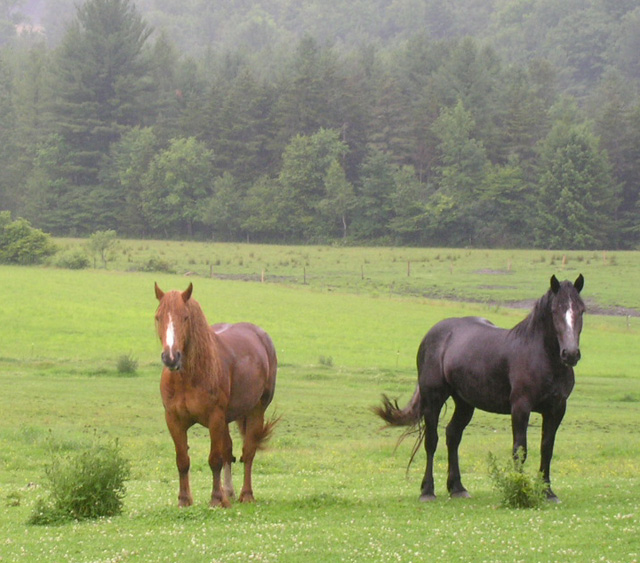 Horses (Vermont)