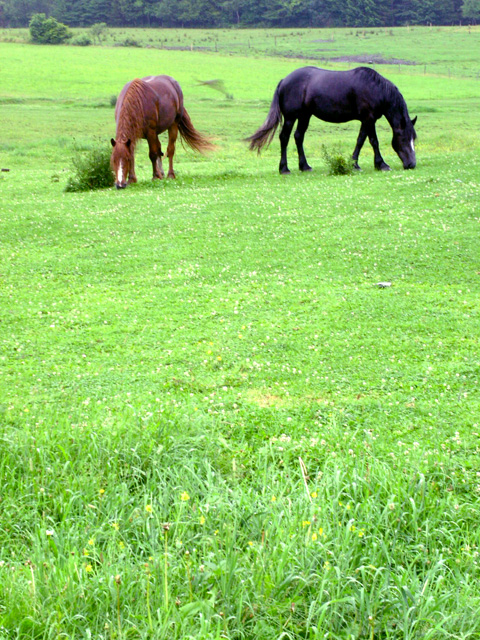 Horses