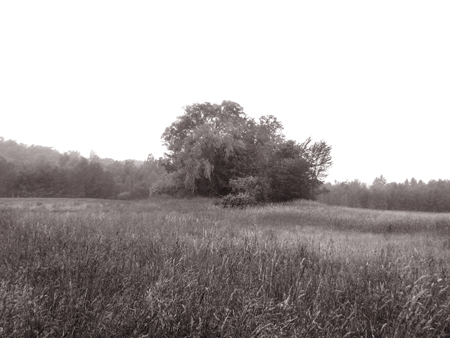 tree_bw.jpg