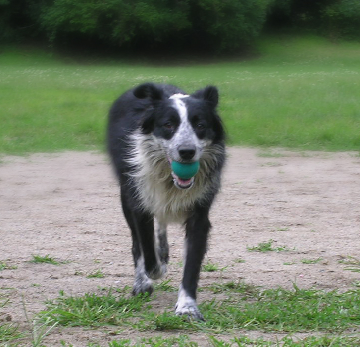 Tonka Fetching a Green Ball