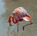 Flamingo.jpg