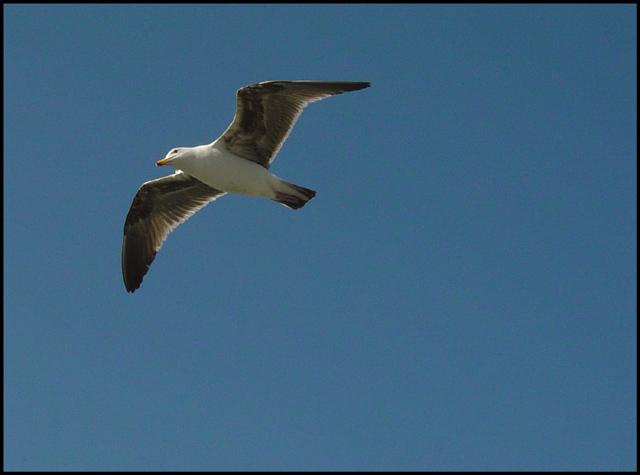 Gull.jpg