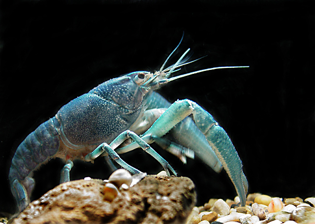 The Deep Blue