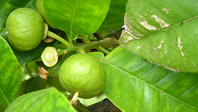 Not Quite Ripe.jpg