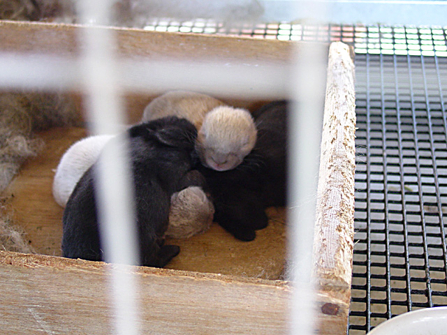 Baby Rabbits.jpg