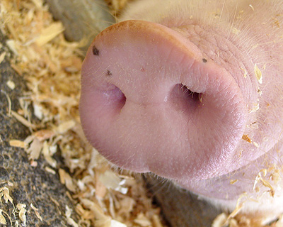 Snout (8x10 print)